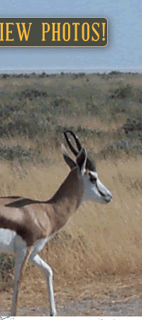 Click here for photos of Forrest Moore and Ed Carney's hunt!